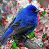 Una app per riconoscere gli uccelli dal loro canto