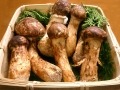 funghi matsutake