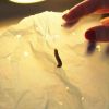 Scoperto un insetto che mangia la plastica: è la tarma della cera